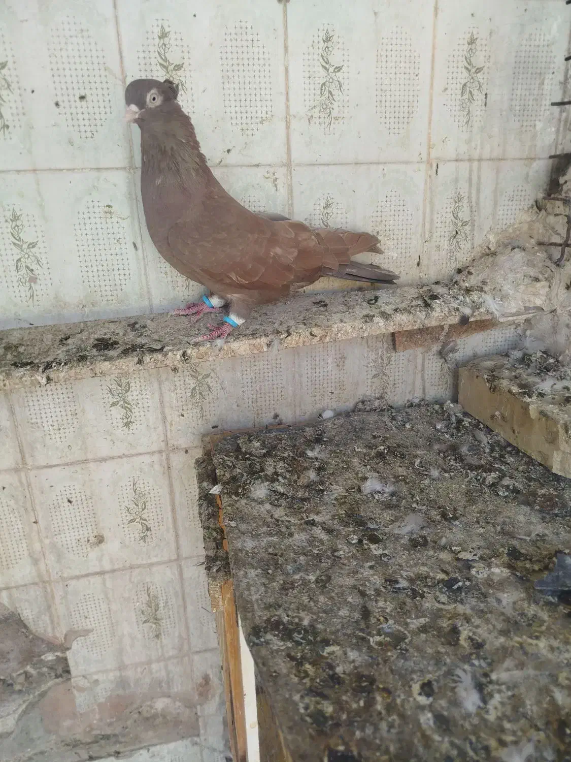 کبوتر رنگی|پرنده|اهواز, بهارستان|دیوار