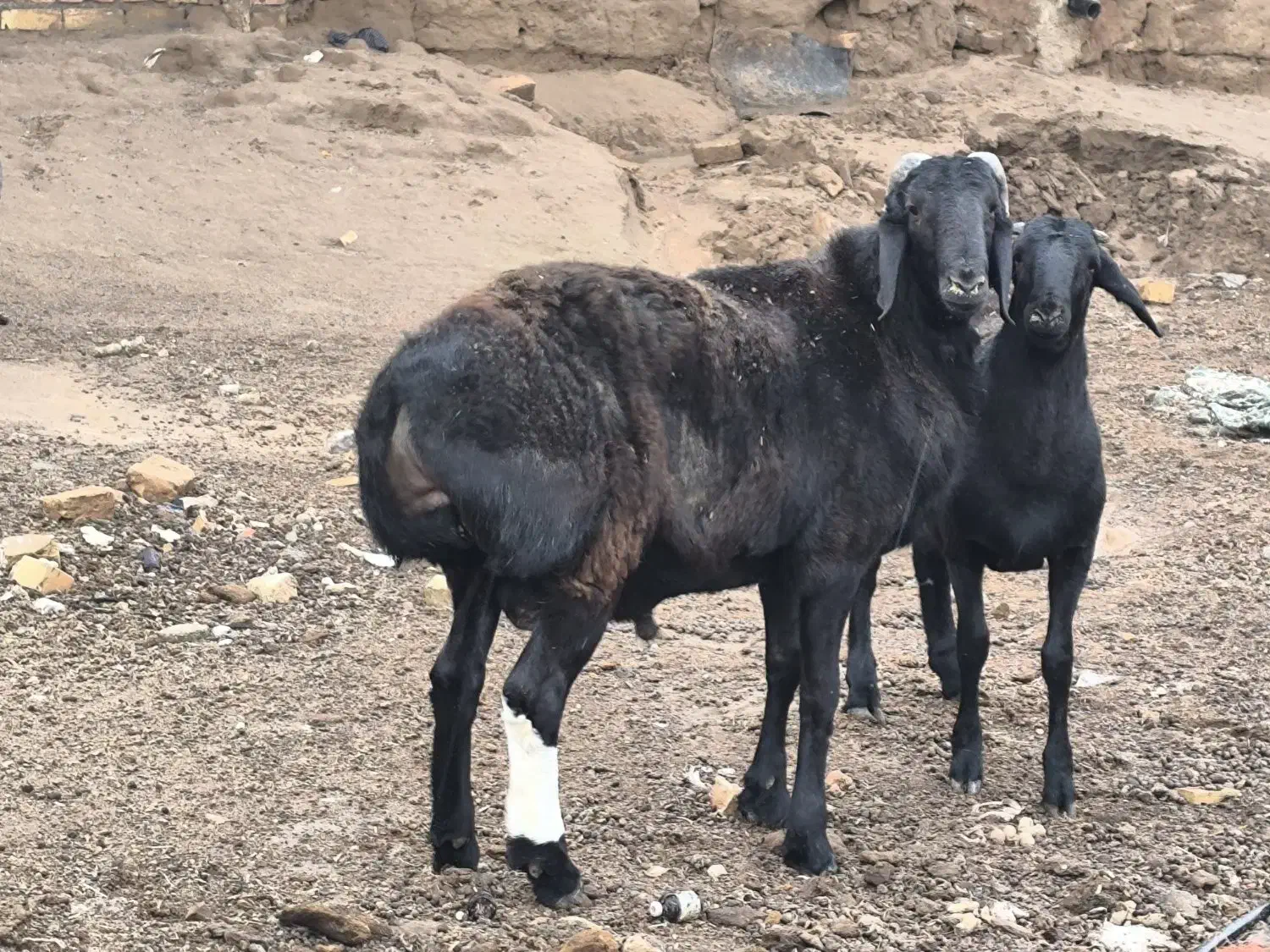 111111|حیوانات مزرعه|تربت جام, جامرود|دیوار