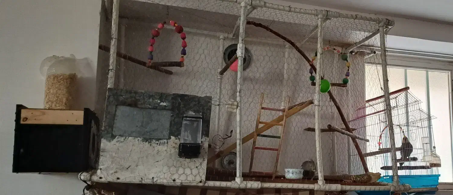 عروس هلندی|پرنده|میانه, |دیوار