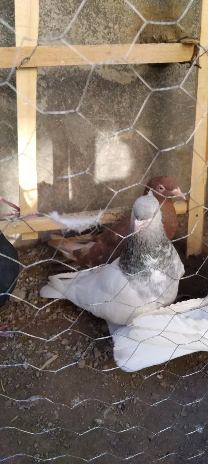 کله به شرط|پرنده|بجنورد, |دیوار