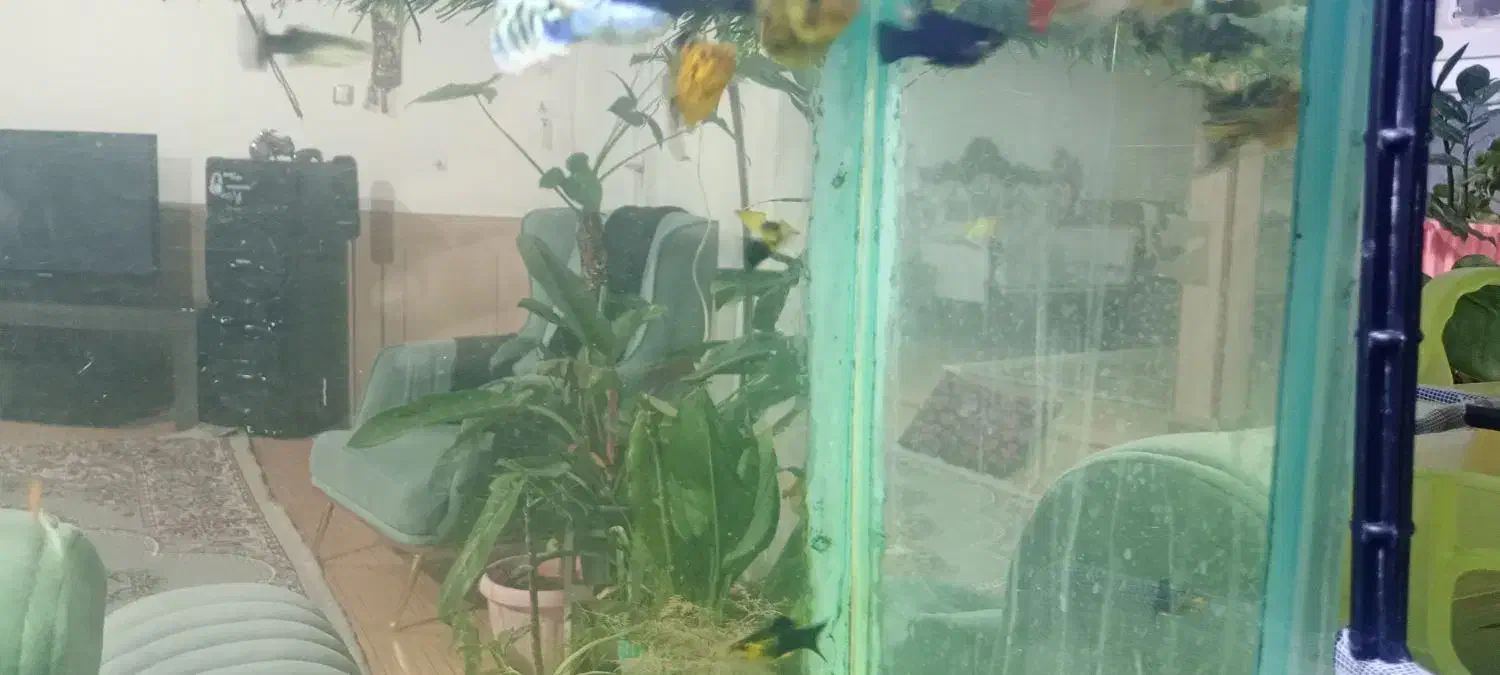 ماهی|ماهی|تربت‌حیدریه, سرمحله|دیوار