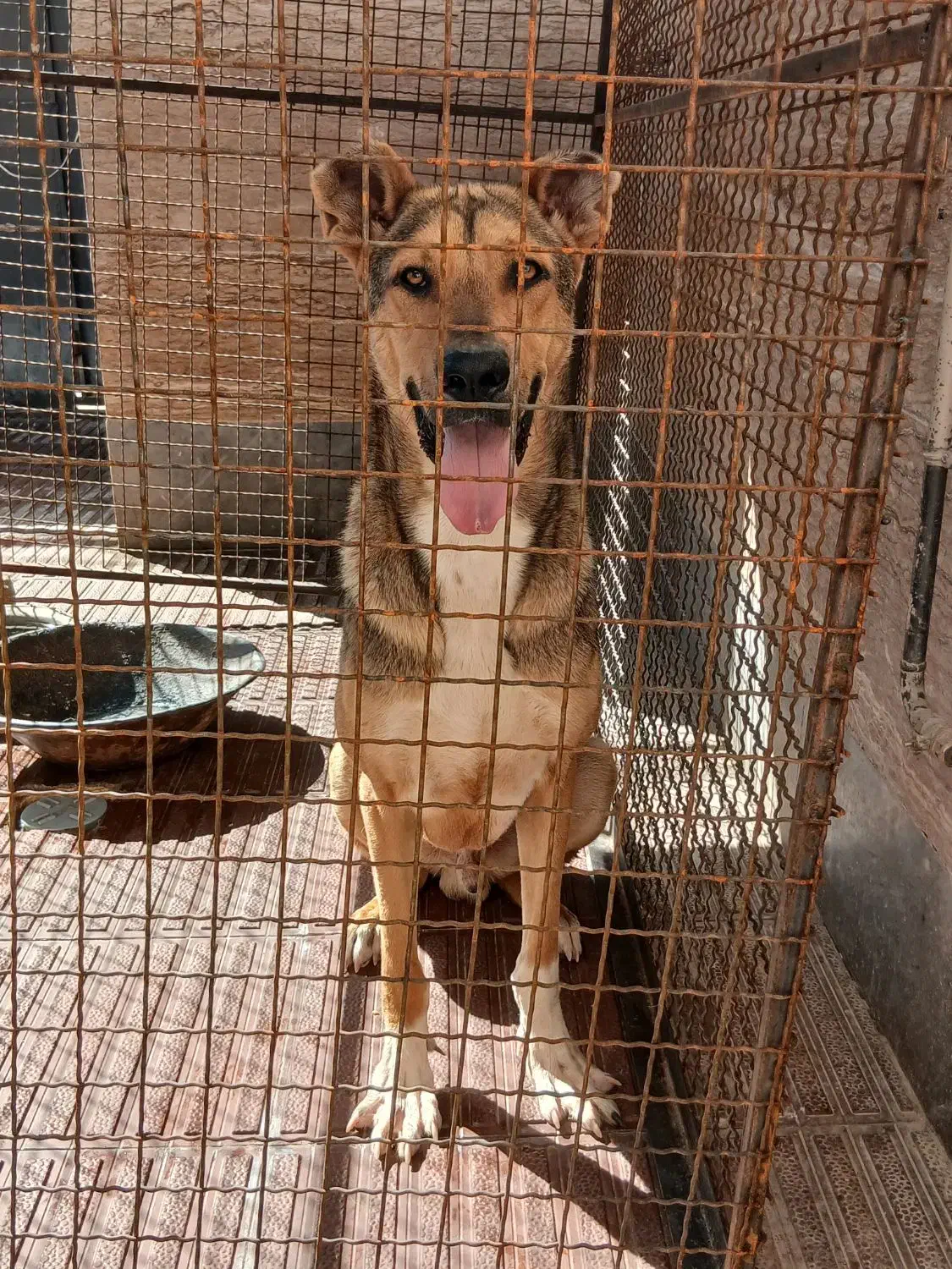 سگ دو رگه عراقی سرابی|سگ|ابهر, |دیوار