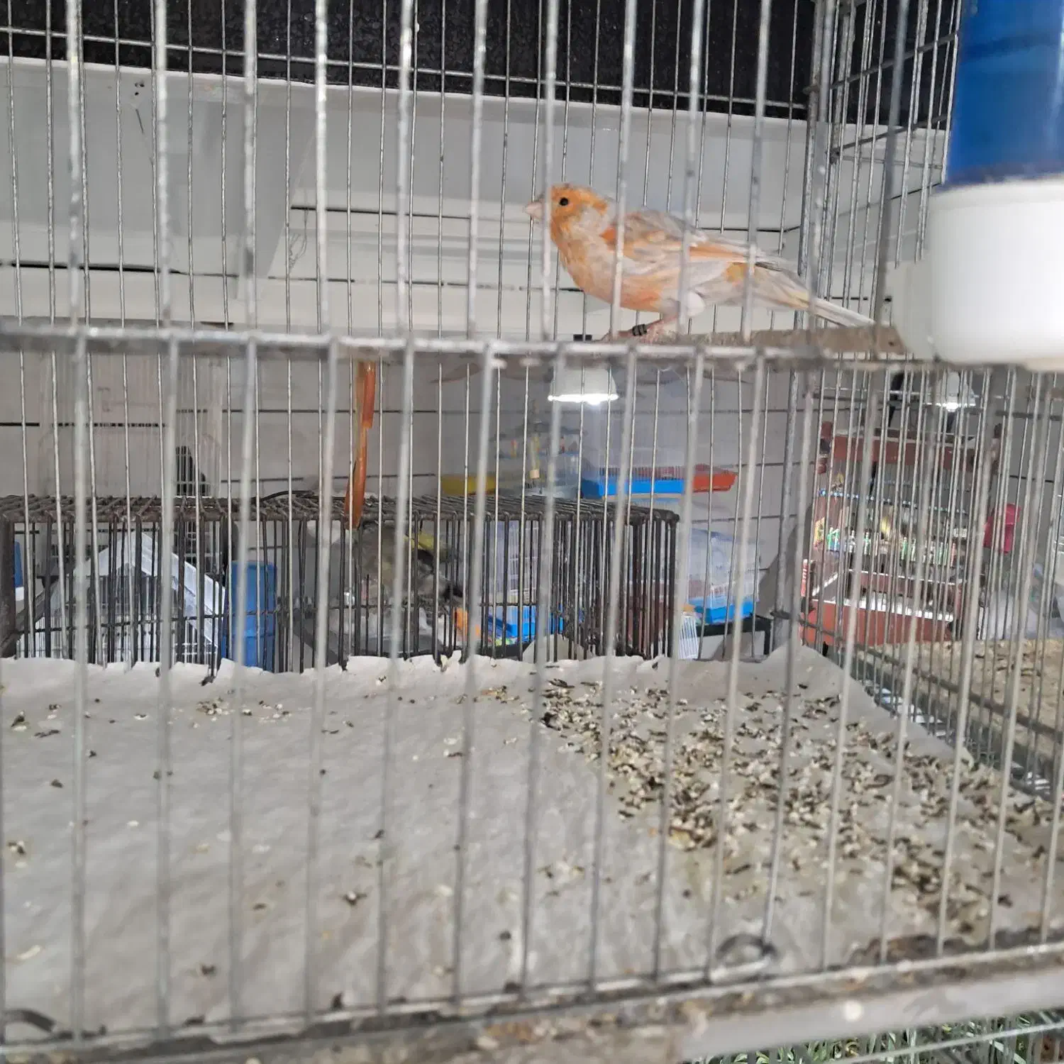 ۱۰عددقناری آگات مست بخون|پرنده|قزوین, |دیوار