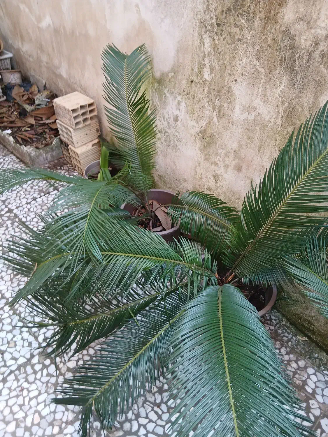 سیکاس|گل و گیاه طبیعی|رشت, منظریه|دیوار