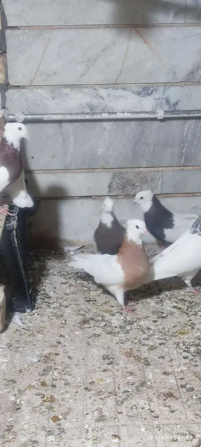 طوقی کلکسیونی ۱۴عدد|پرنده|بیدشهر, |دیوار