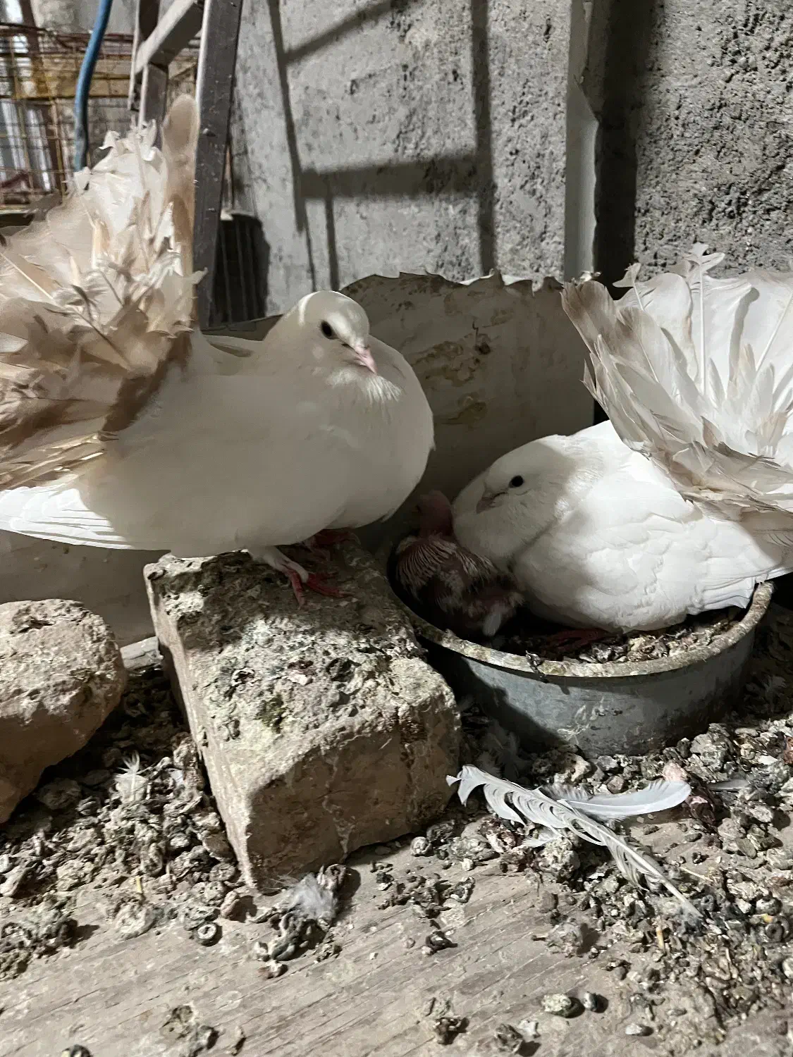 چتری کانادایی|پرنده|کاشان, لتحر|دیوار