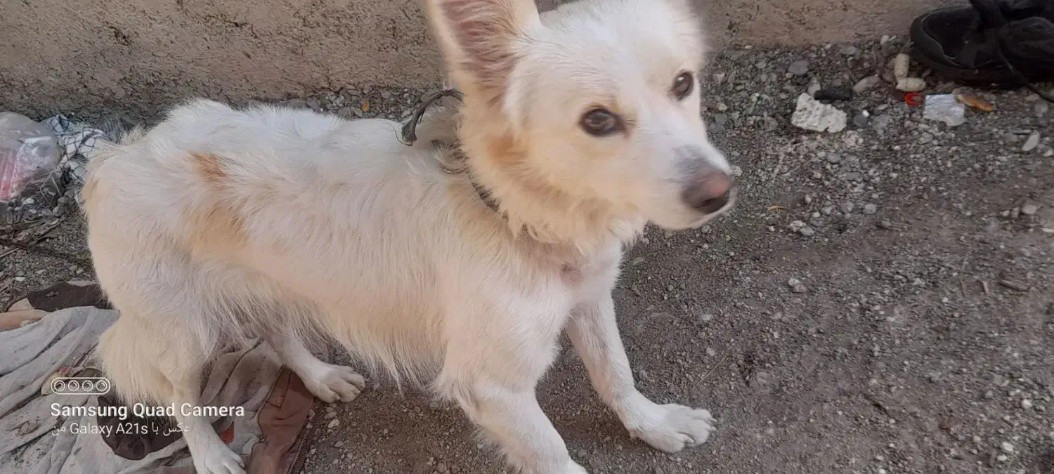 واگزاری سگ پامر روباهی|سگ|مینودشت, |دیوار