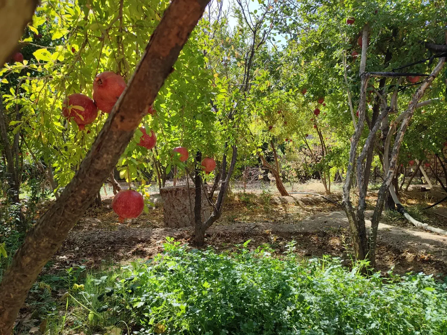 باغ درجزین 730متر|فروش خانه و ویلا|مهدی شهر, |دیوار