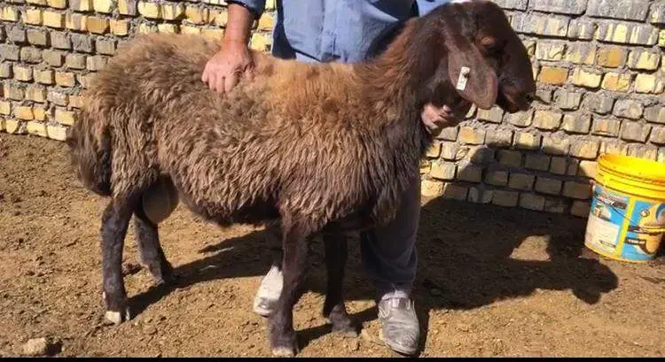 بره قوچ همو|حیوانات مزرعه|گلپایگان, |دیوار