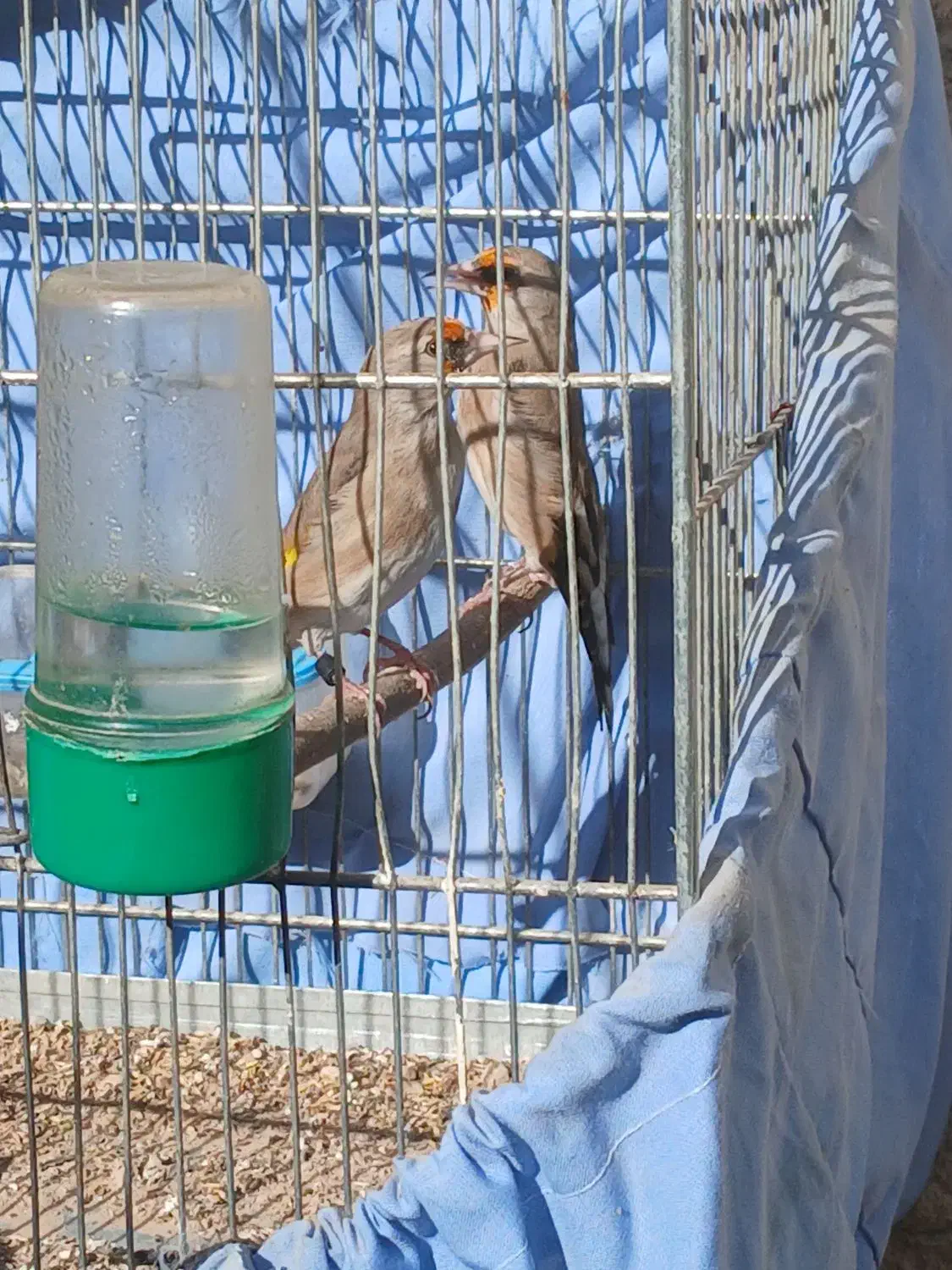 سهره نر|پرنده|بجنورد, |دیوار