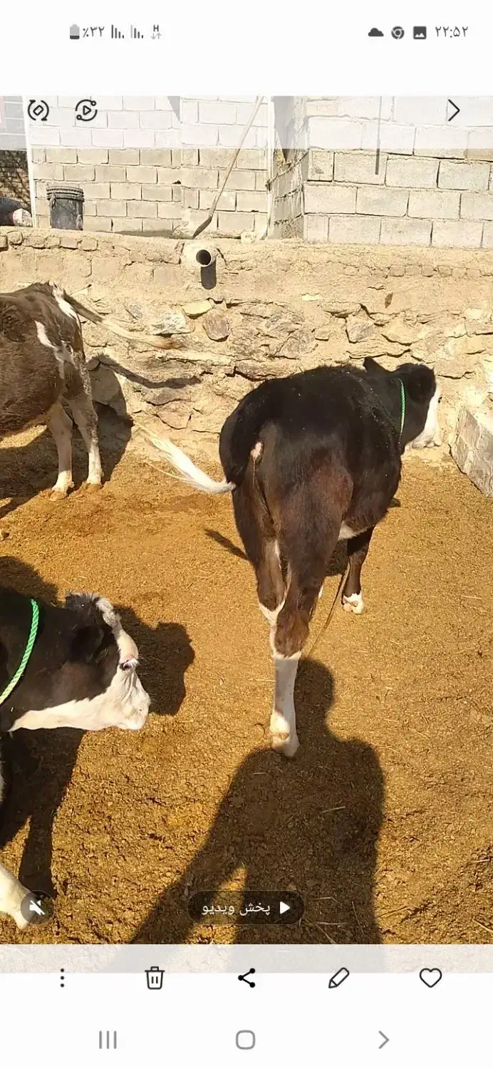 گاو آبستن سیمینتال وهلشتاین|حیوانات مزرعه|بیرانوند, |دیوار