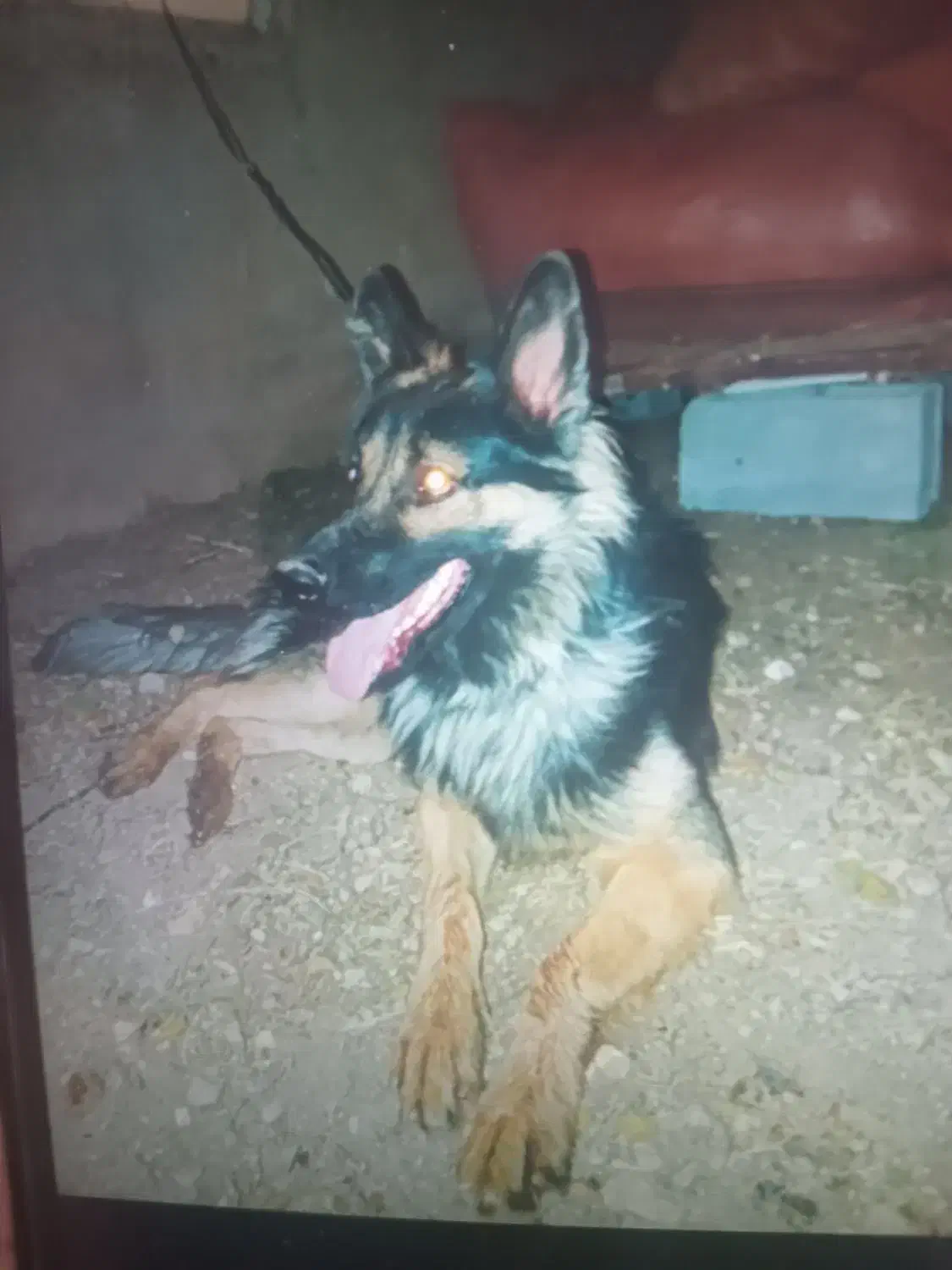 سگ ژرمن|حیوانات|یاسوج, |دیوار