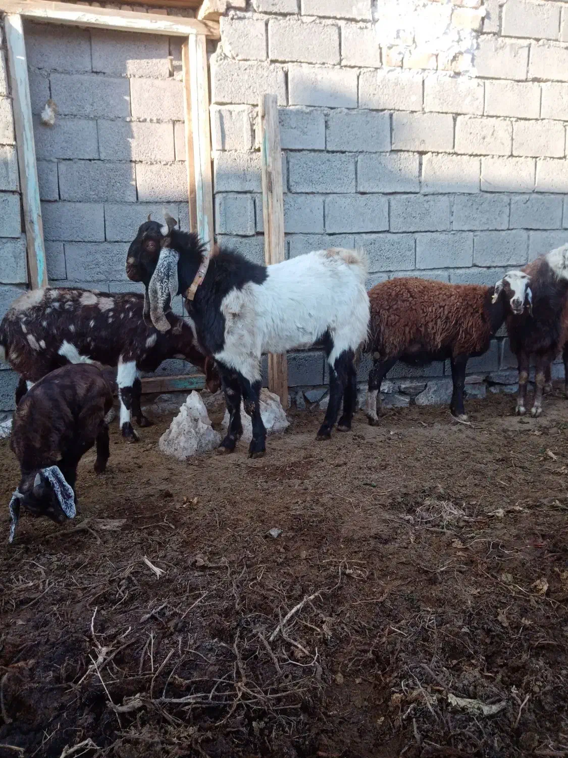 نربز پاکستانی|حیوانات مزرعه|تربت‌حیدریه, بالا ولایت|دیوار