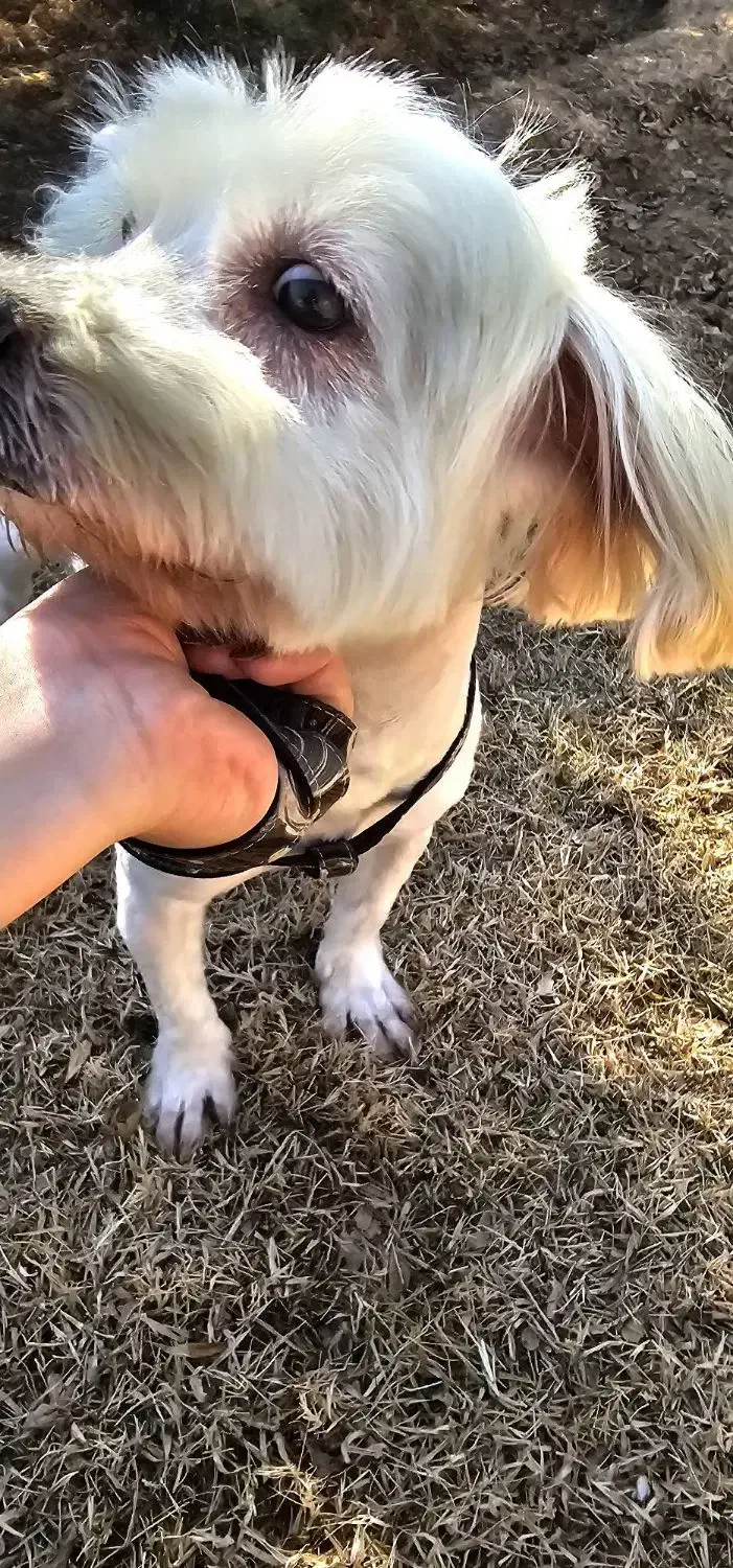 سگ شیتزو سه ساله|سگ|تهران, آشتیانی|دیوار