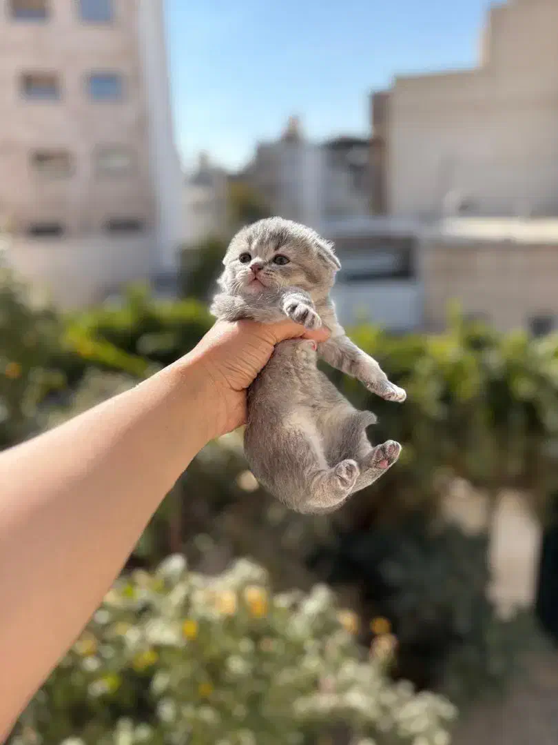 گربه|گربه|گرگان, |دیوار