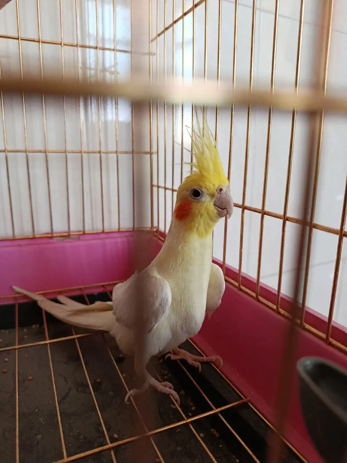 عروس هلندی نر|پرنده|میانه, |دیوار