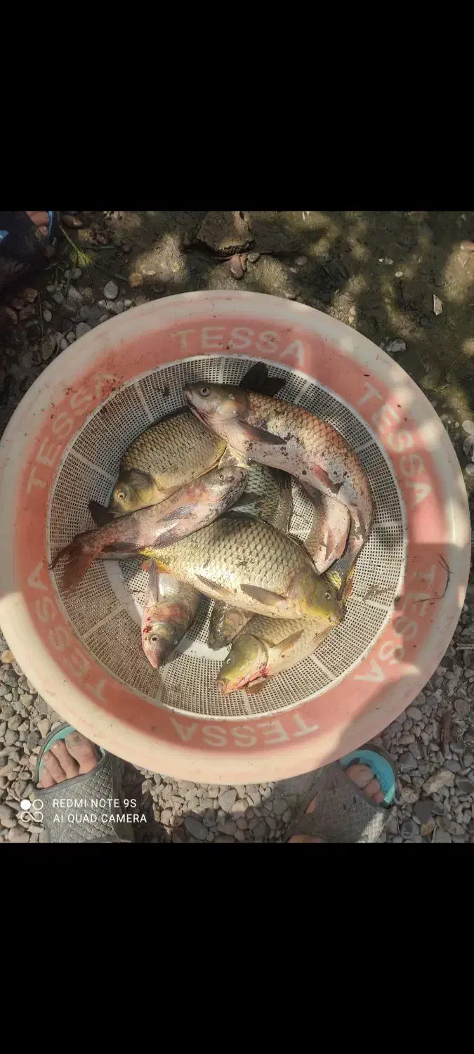 ماهی|ماهی|لنگرود, |دیوار