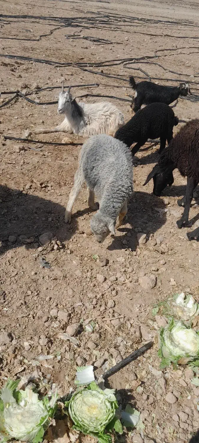 بره شیری|حیوانات مزرعه|جوادآباد, |دیوار