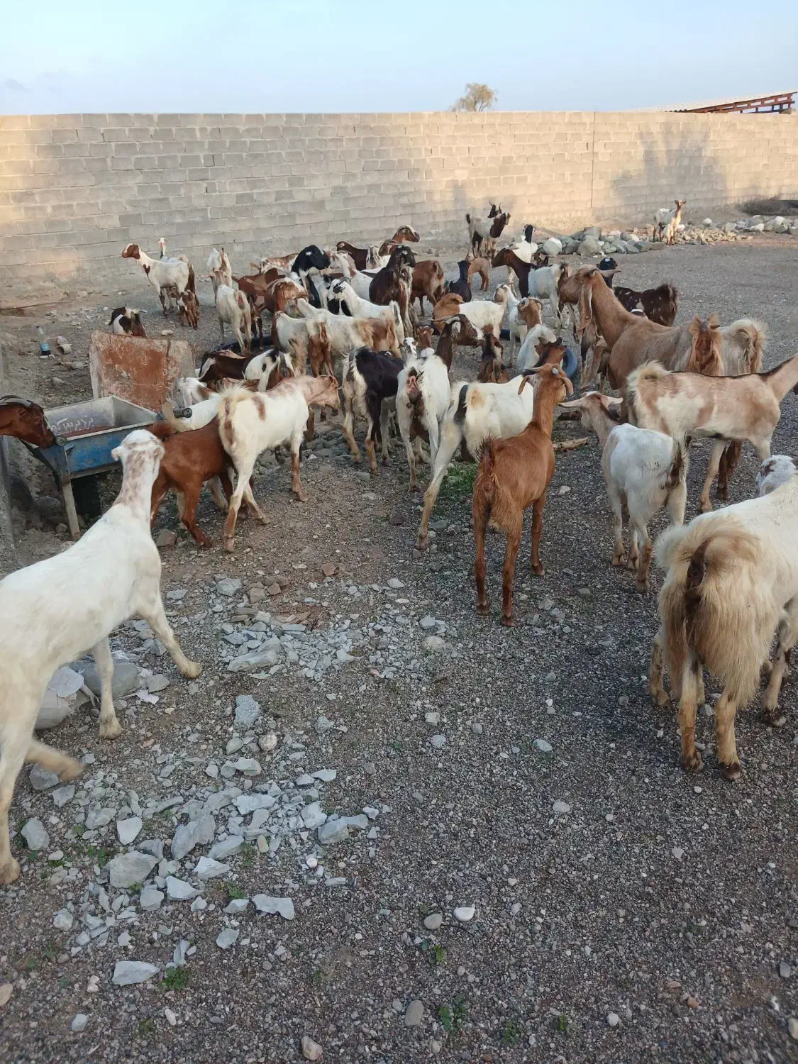 بز داشتی|حیوانات مزرعه|میناب, |دیوار