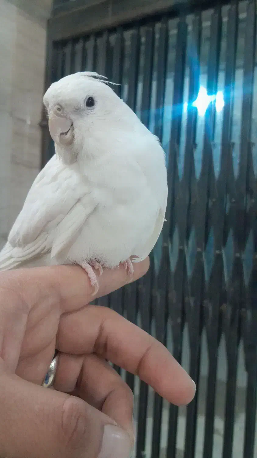 طوطی عروس آلبینو خالص|پرنده|شهریار, رضی آباد بالا|دیوار