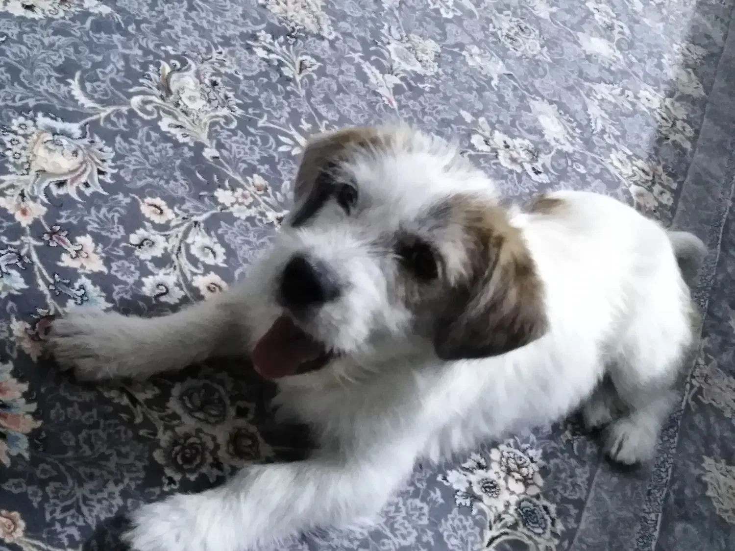 واگذاری یک قلاده سگ|سگ|فولادشهر, مسکن مهر فولادشهر|دیوار