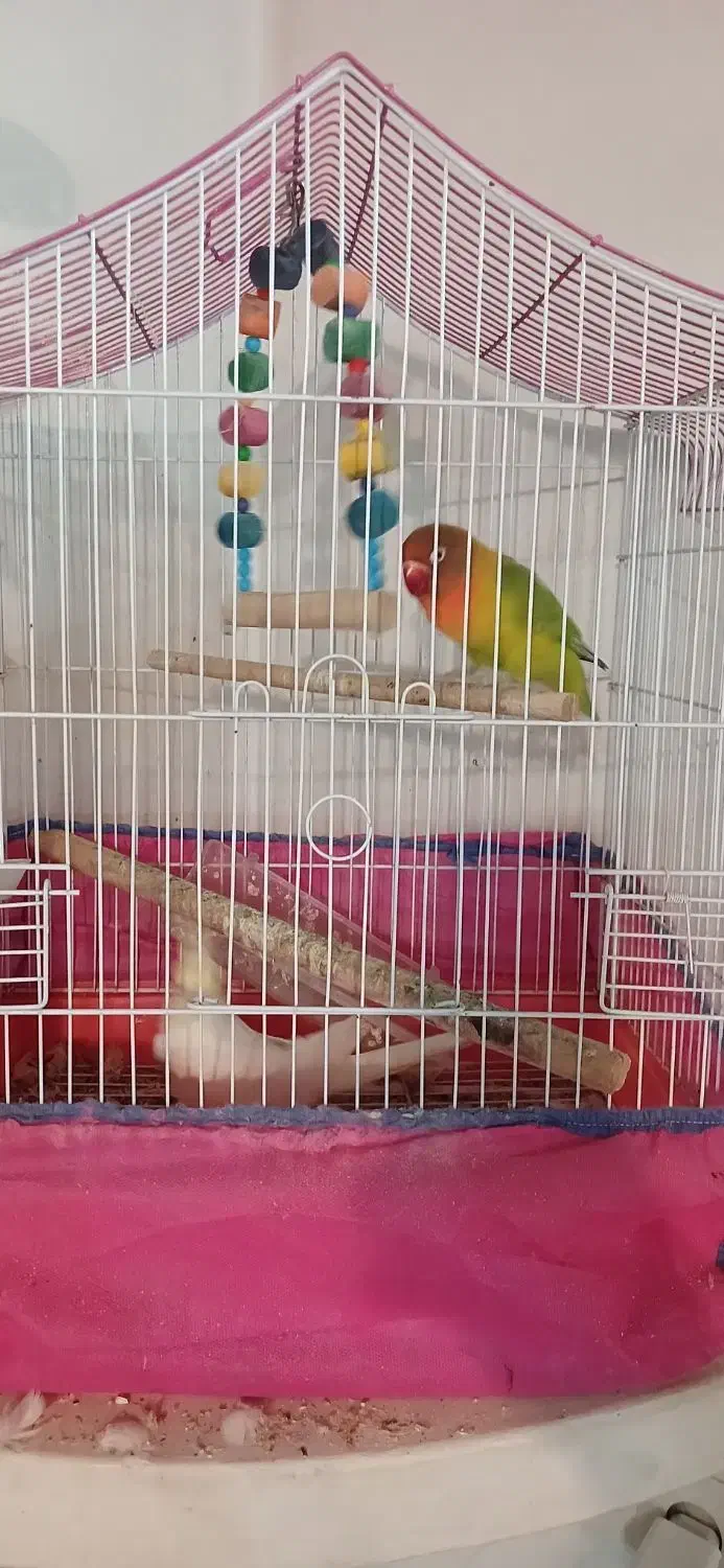 عروس هلندی و کوتوله برزیلی|پرنده|لنگرود, |دیوار