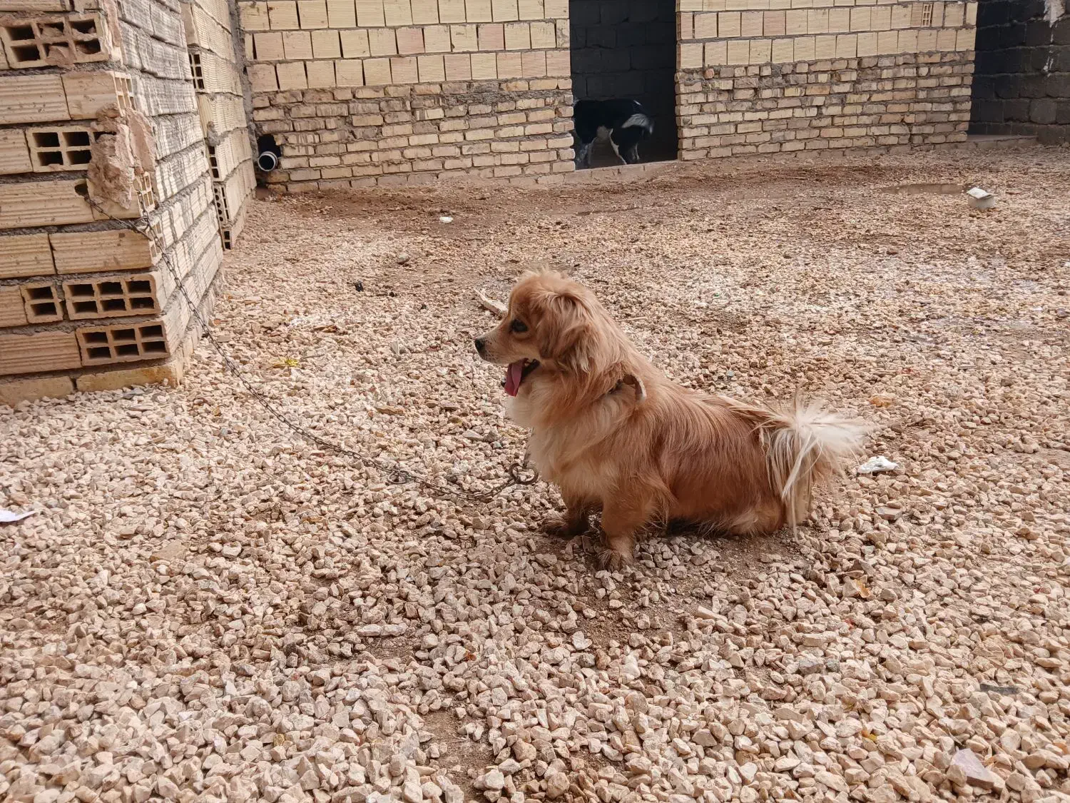 گمشده|حیوانات|برخوار, |دیوار