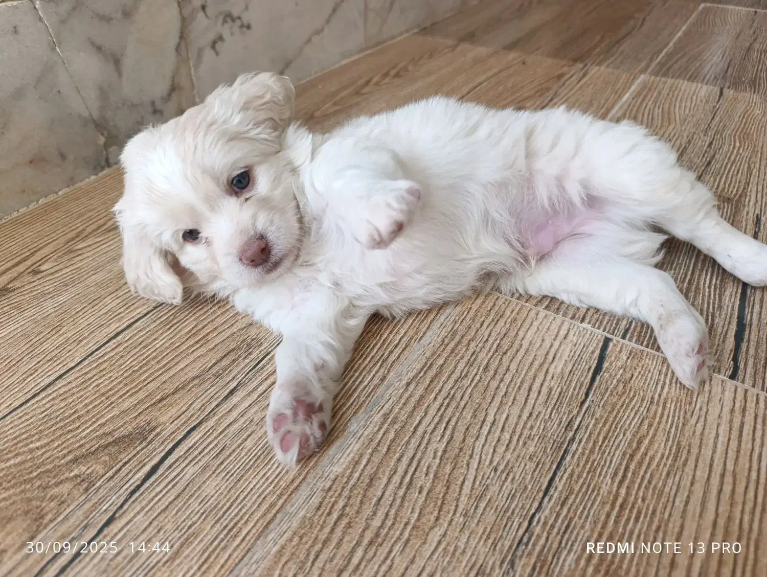 سگ دو ماهه سفید ترکیب شیتزو و پامر|سگ|قزوین, |دیوار