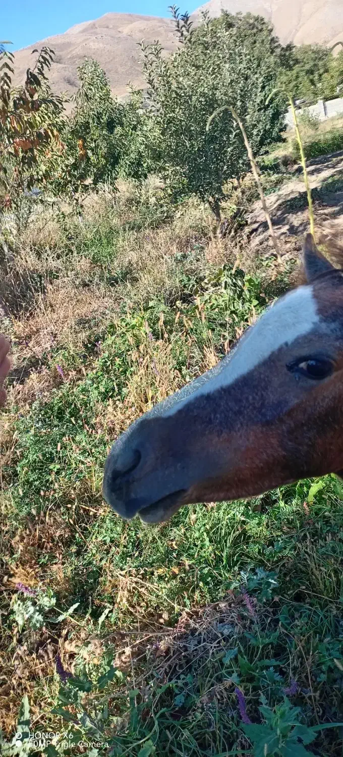 کره اسب عربی 4 ماهه|اسب و تجهیزات اسب‌سواری|تهران, جوادیه|دیوار