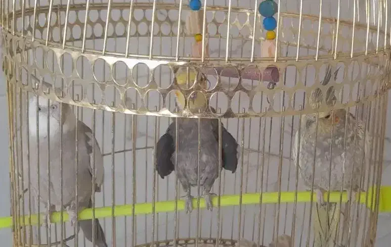 عروس هلندی سخن گو|پرنده|تربتحیدریه, بازار|دیوار