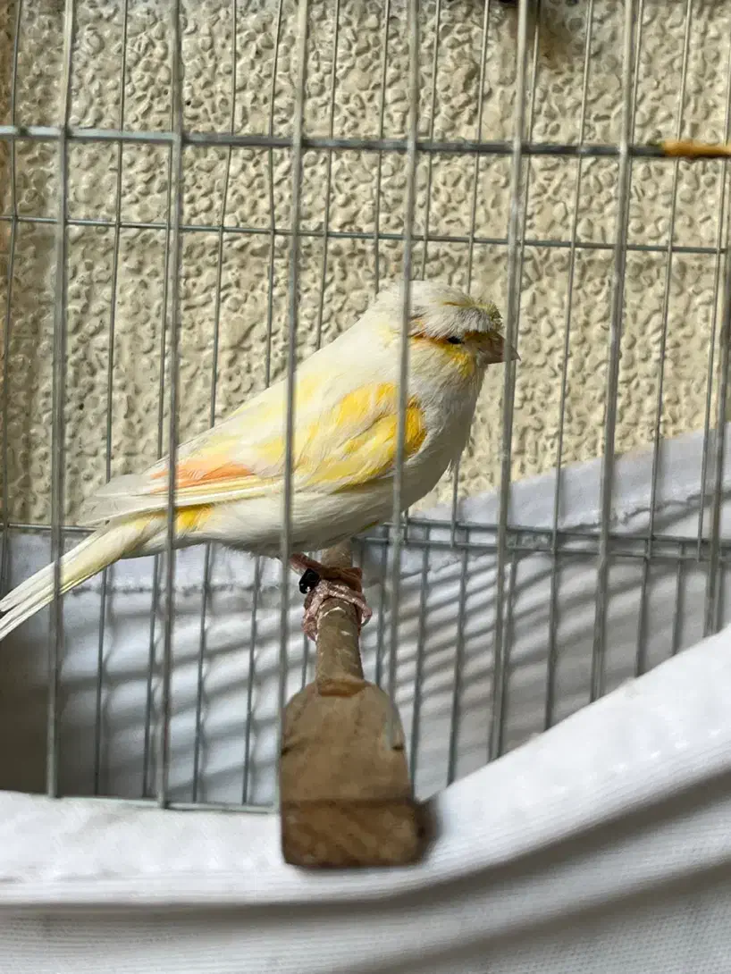 قناری نر|پرنده|تهران, جیحون|دیوار