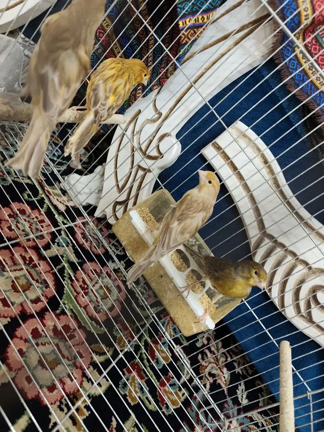 تعدادی قناری نر جوان|پرنده|کرمان, |دیوار