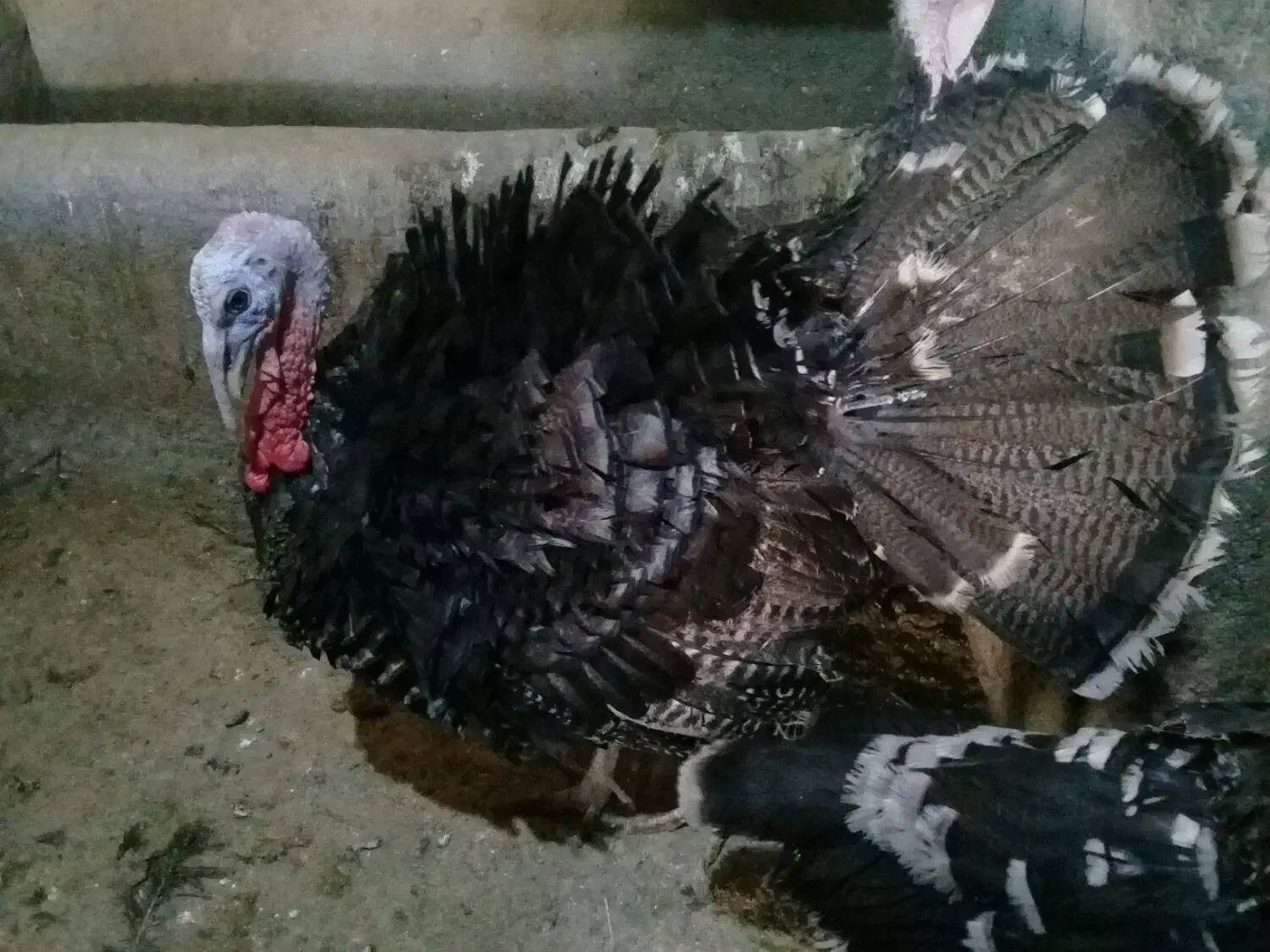 بوقلون محلی  ارگانیگ|حیوانات مزرعه|کبودرآهنگ, |دیوار