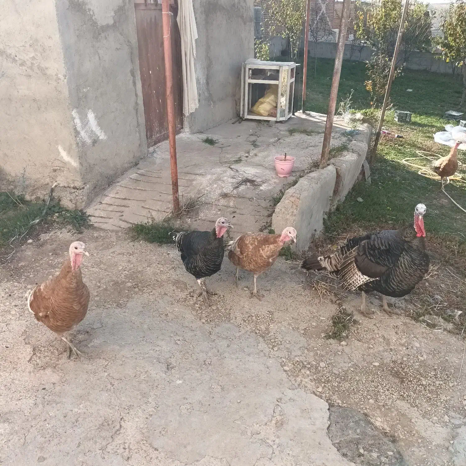 بوقلمون طبیعی|حیوانات مزرعه|اردبیل, |دیوار