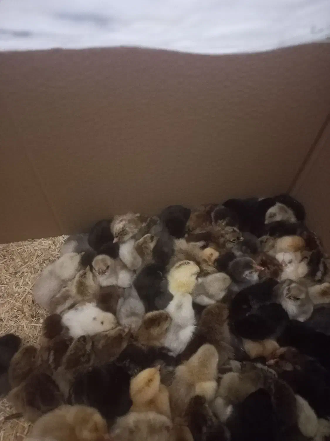 جوجه|حیوانات مزرعه|گتوند, |دیوار