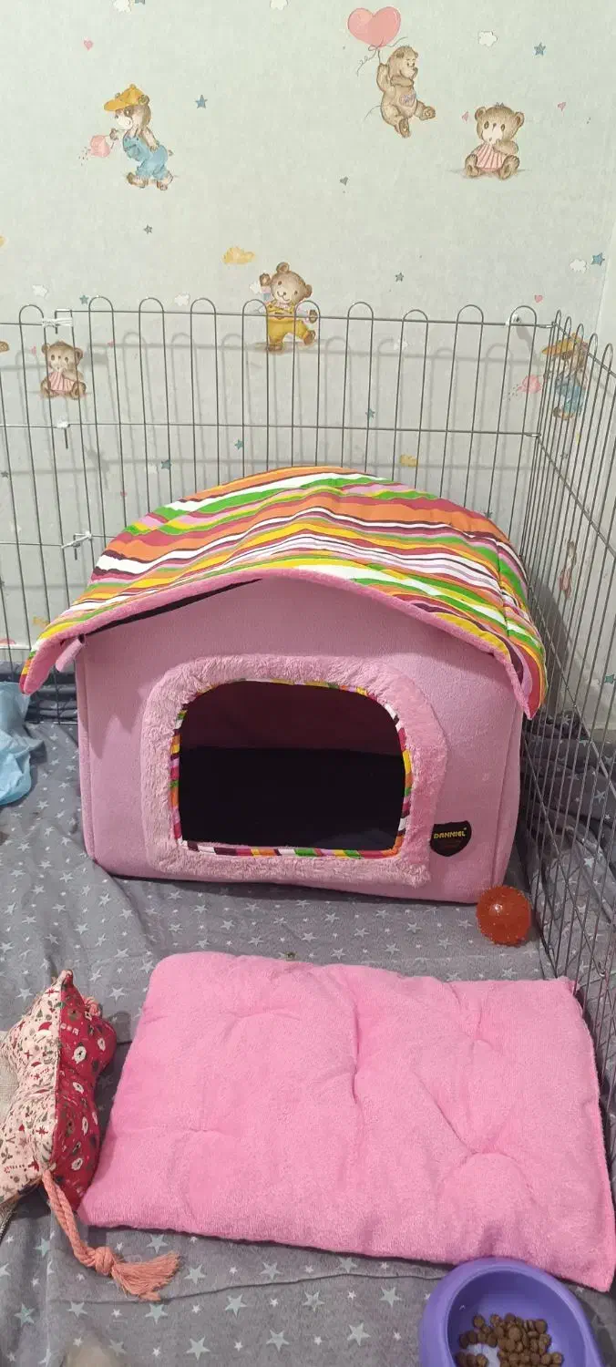 سگ پامر روباهی|سگ|کرمانشاه, |دیوار