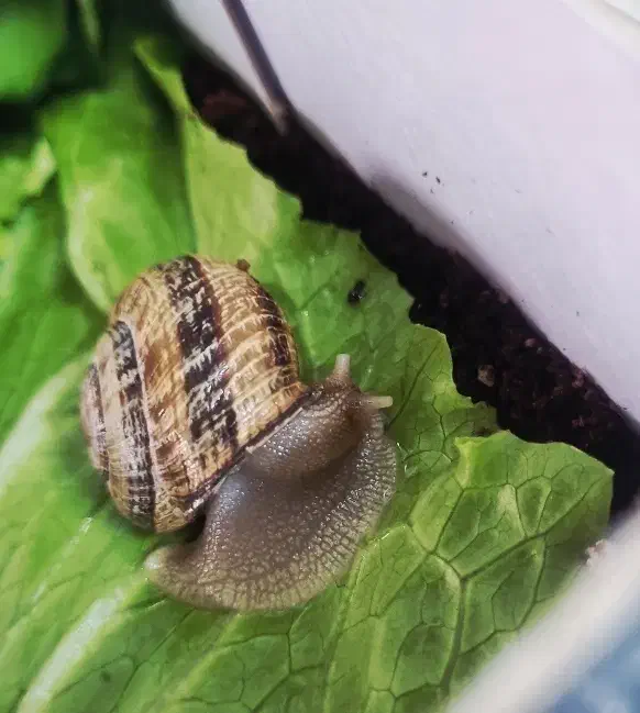 حلزون|خزنده|قم, پردیسان|دیوار