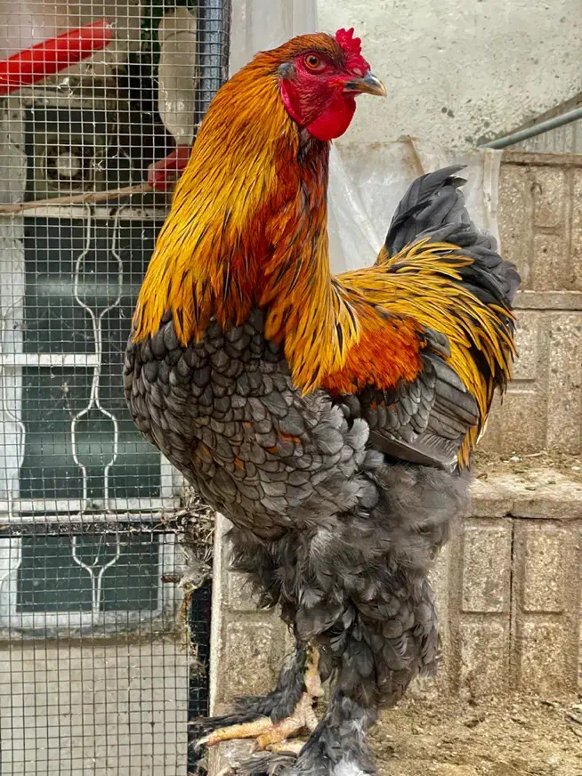 خروس برهما|حیوانات مزرعه|رودبار, |دیوار