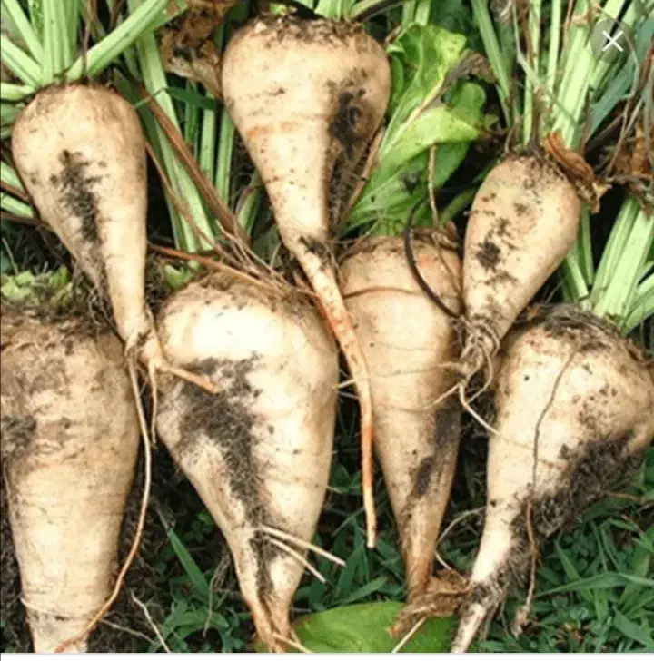 چقندر دامی|عمده‌فروشی|سده (خراسان جنوبی), |دیوار