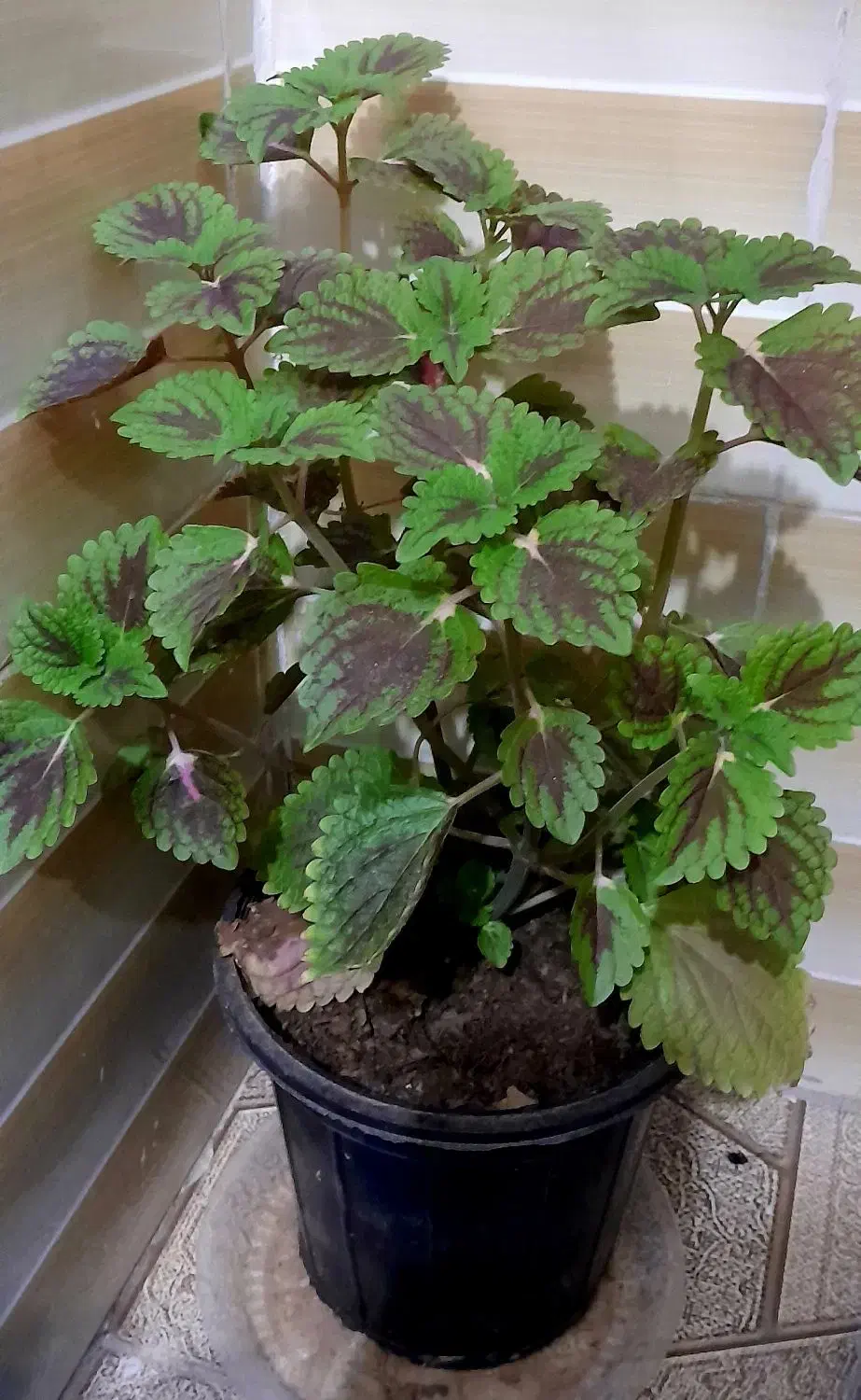 گل طبیعی|گل و گیاه طبیعی|آباده, |دیوار