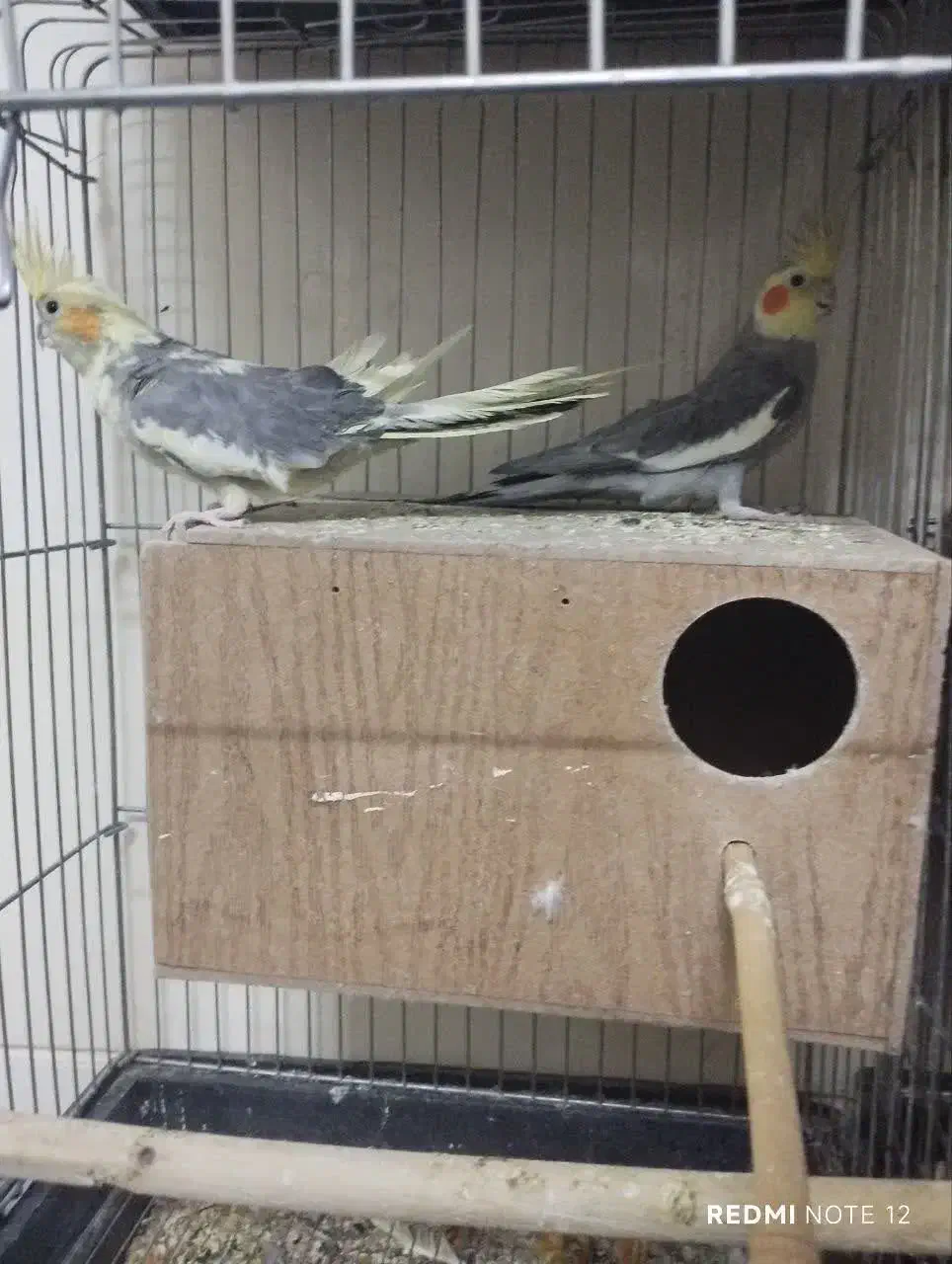 ۳ جفت عروس هلندی و قفس بزرگ|پرنده|اصفهان, خانه اصفهان|دیوار