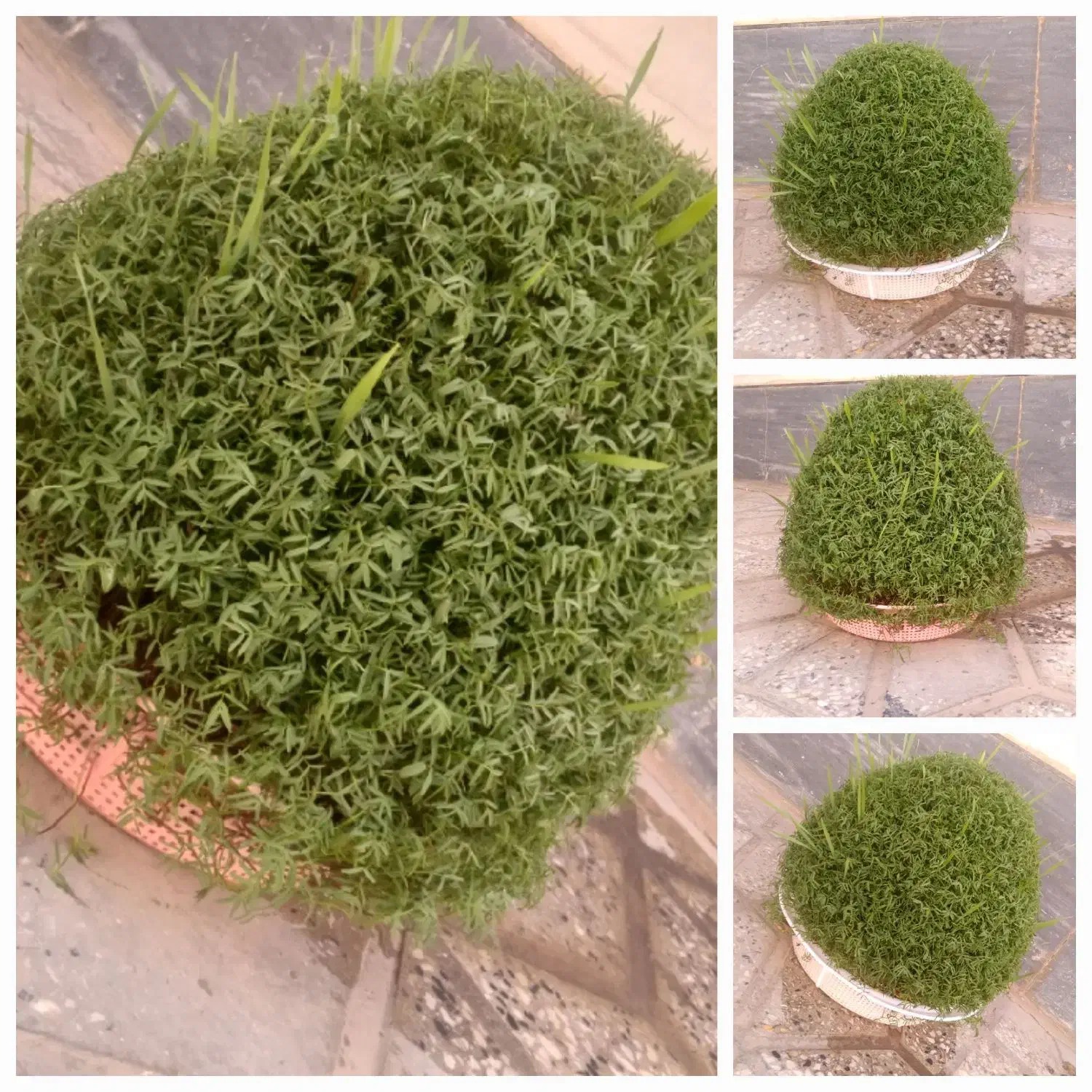 سبزه قشنگ|گل و گیاه طبیعی|کوهدشت, |دیوار