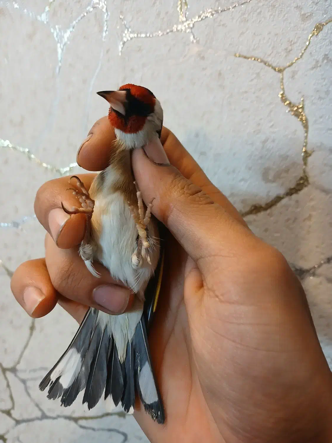 دوعدد سهره نر قلمی|پرنده|ری, ولی آباد|دیوار