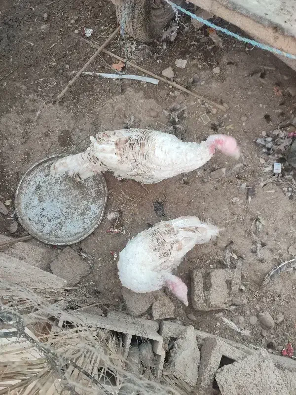 فروش بوقلمون|حیوانات مزرعه|شبانکاره, |دیوار