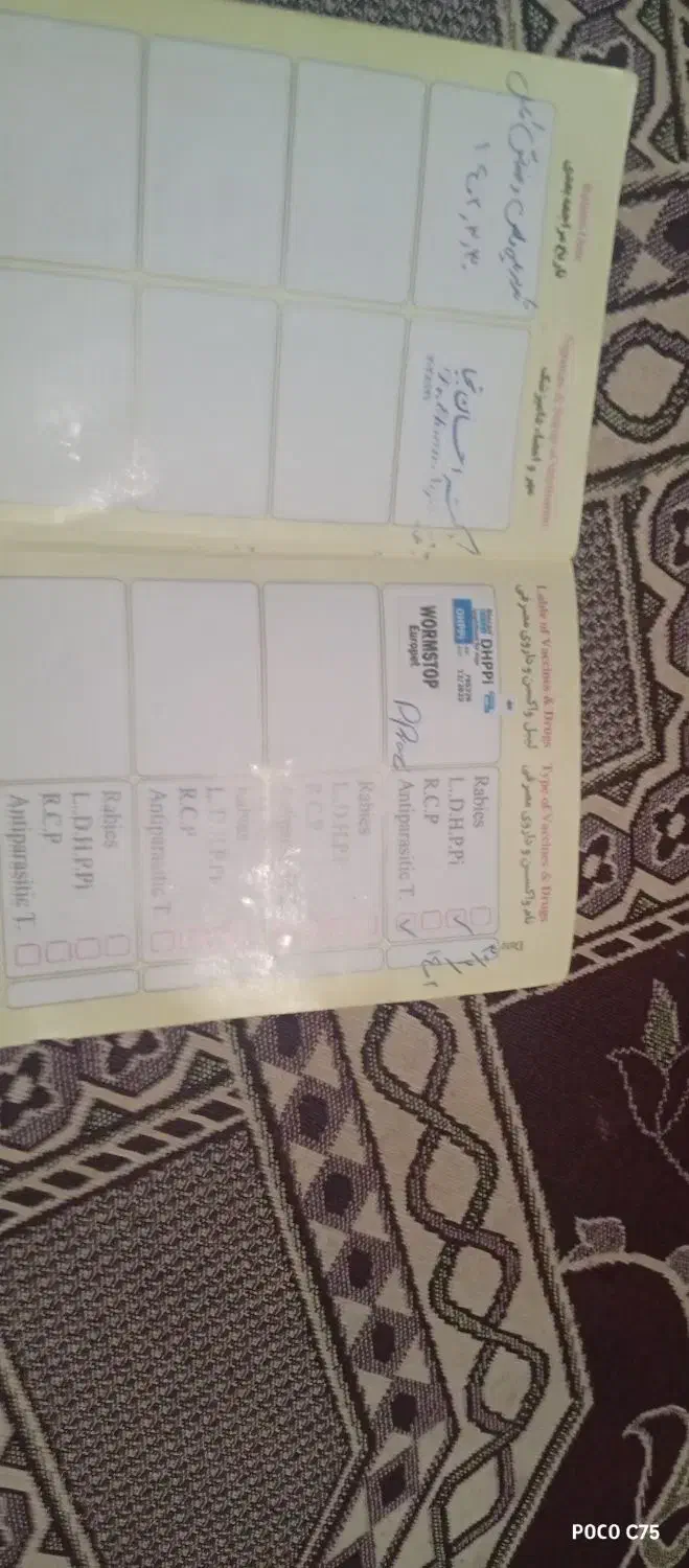 سگ خارجی|سگ|یاسوج, |دیوار