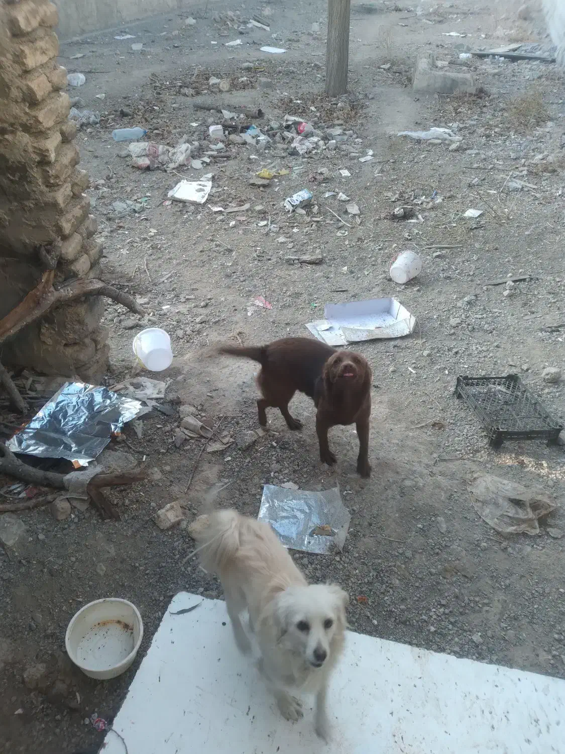 دو عدد پا کوتاه یک نر یک ماده|سگ|صوفیان, |دیوار