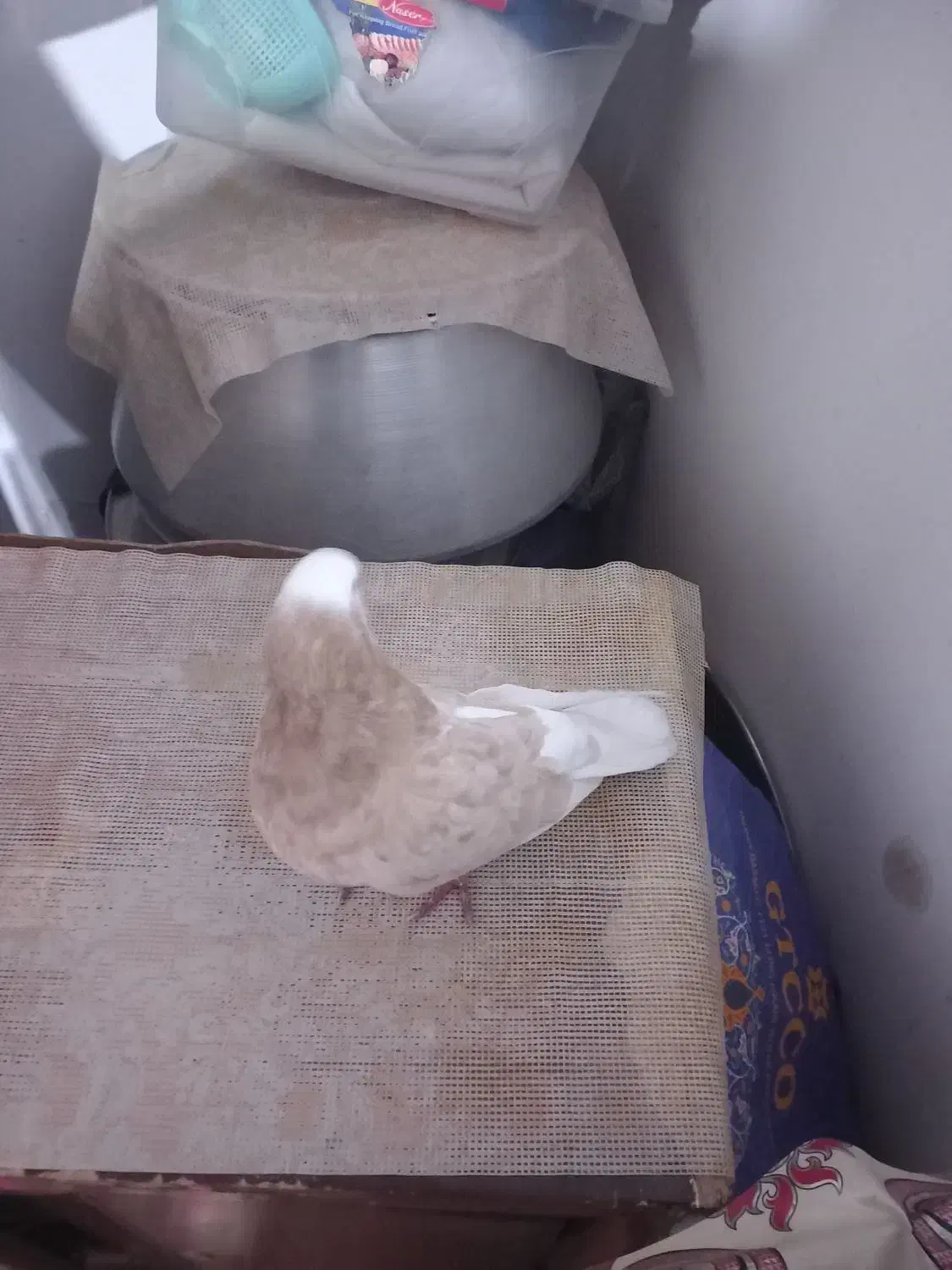 شازده زرد سرورگرفتنی|پرنده|نوشین شهر, |دیوار