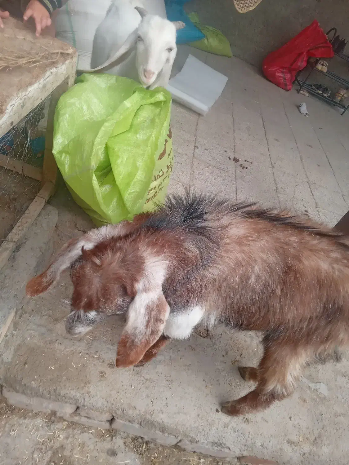 بزغاله نر|حیوانات مزرعه|نیشابور, دربقاضی|دیوار