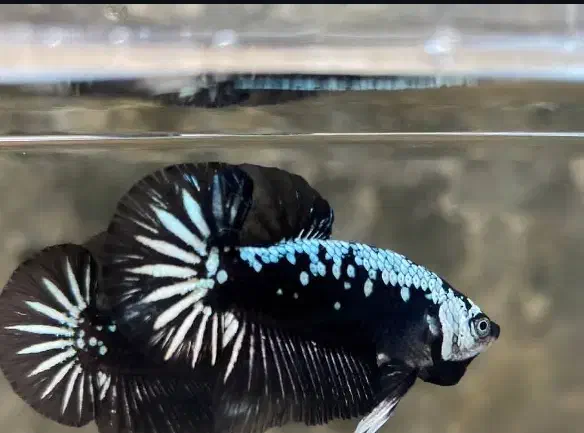 ماهی فایتر بلک مامبا.هل بوی.اف سی سی .هافمن|ماهی|زاهدان, |دیوار