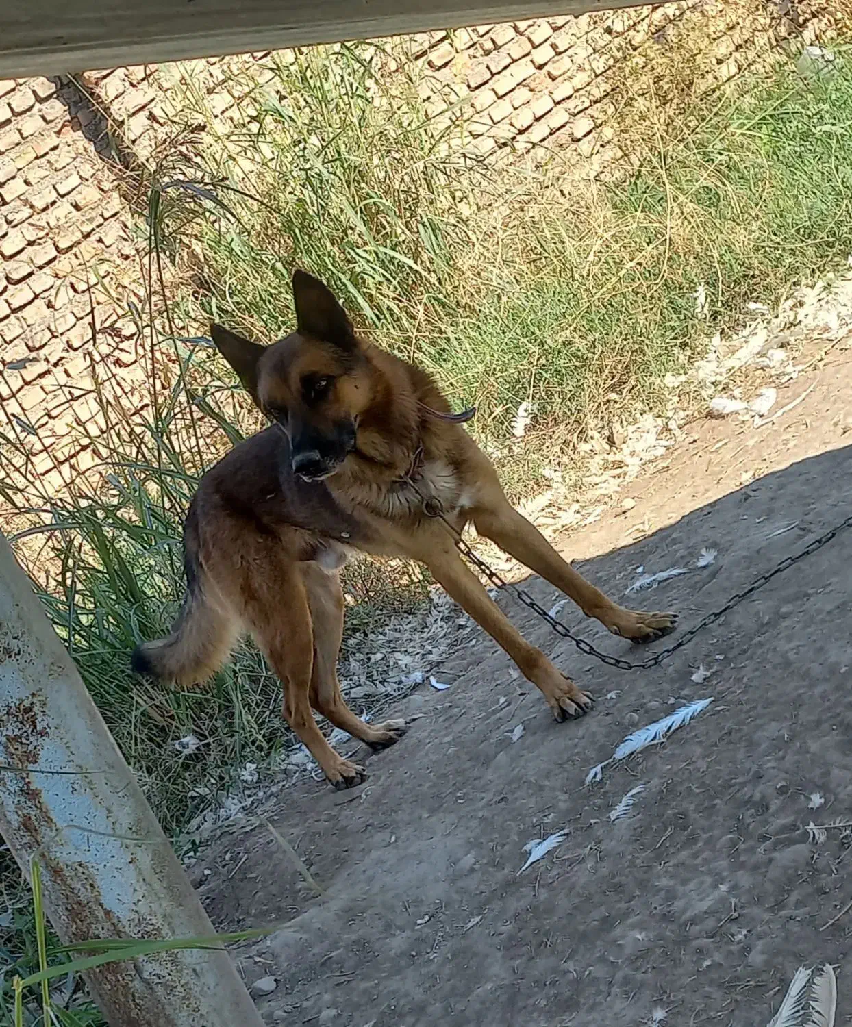 واگذاری سگ ژرمن|سگ|فاضل آباد, |دیوار